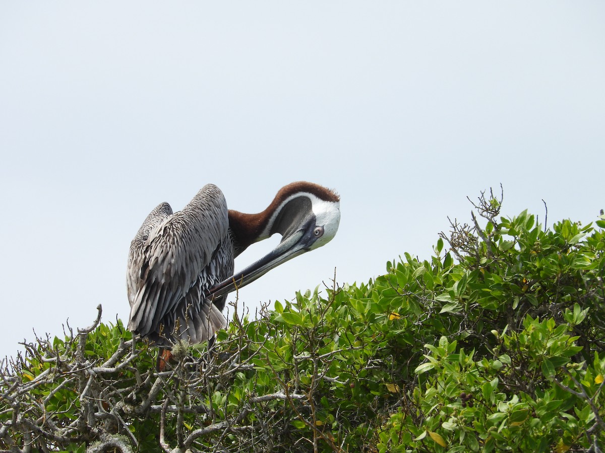 Pelícano Pardo (Galápagos) - ML615209423