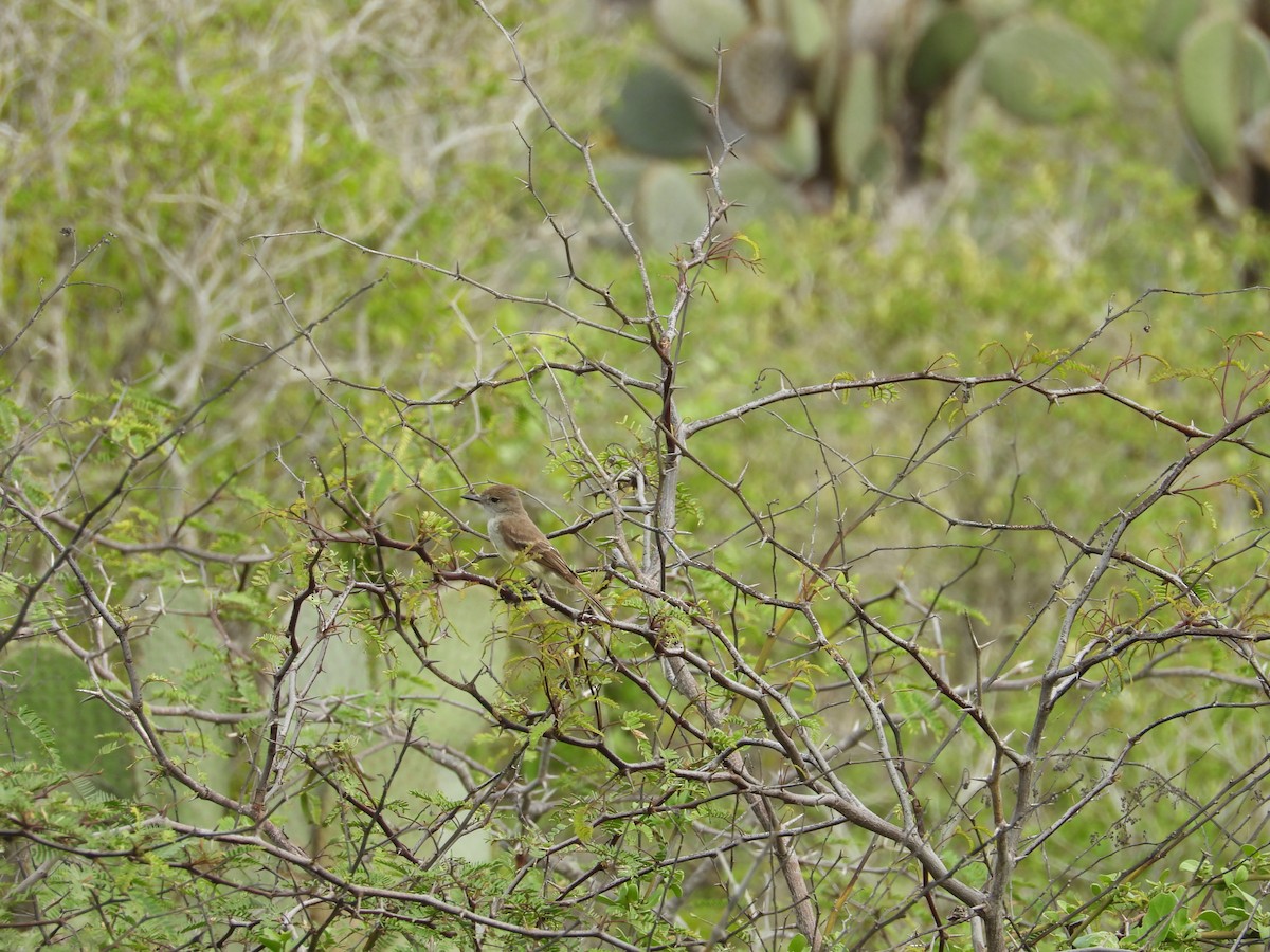 Galapagos Flycatcher - Rebekah Boan