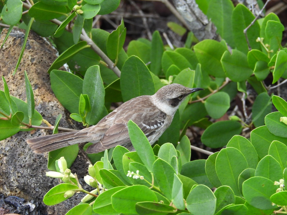 Galapagos Mockingbird - Rebekah Boan