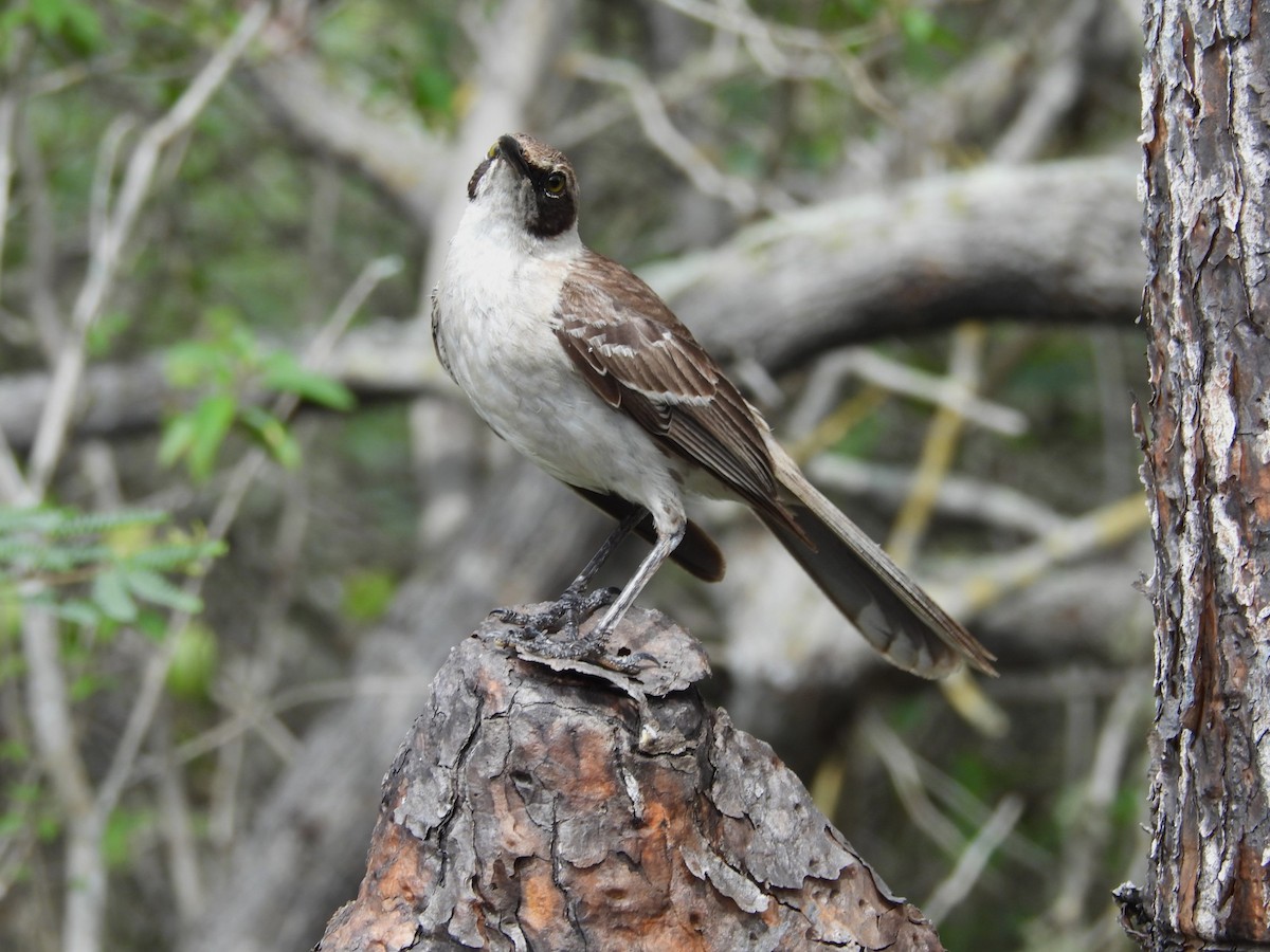 Moqueur des Galapagos - ML615209431