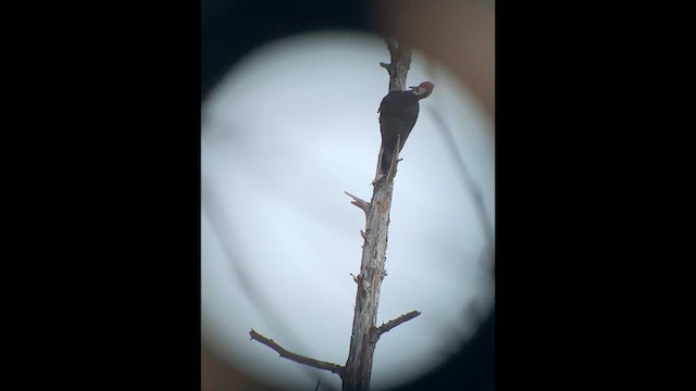 Pileated Woodpecker - ML615209432