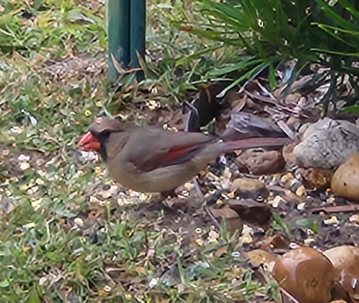 Northern Cardinal - Sheril MANCINO