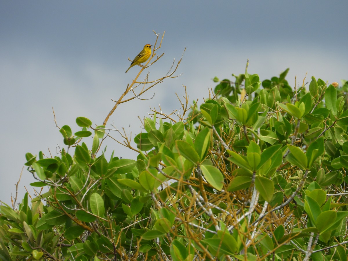 Paruline jaune (aureola) - ML615209441