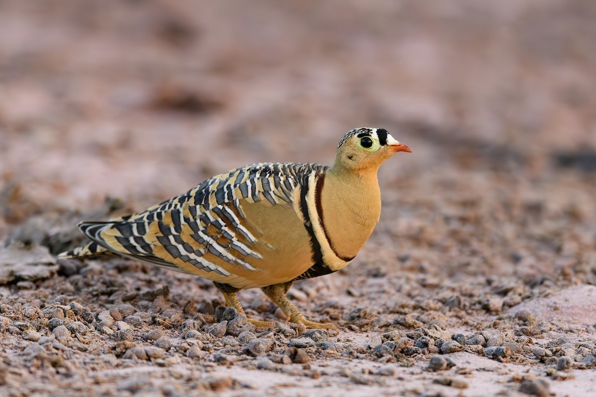 Painted Sandgrouse - ML615209447