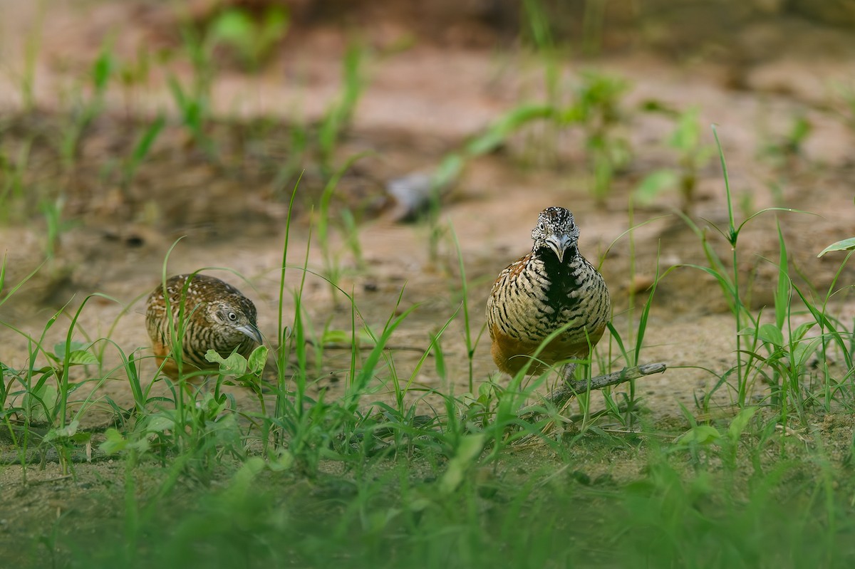 Barred Buttonquail - ML615209450