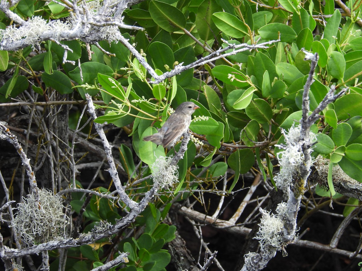 Small Ground-Finch - Rebekah Boan