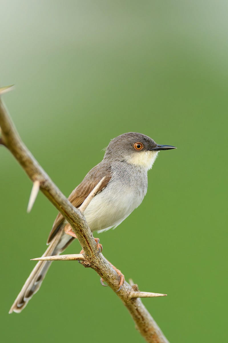 Prinia de Hodgson - ML615209457