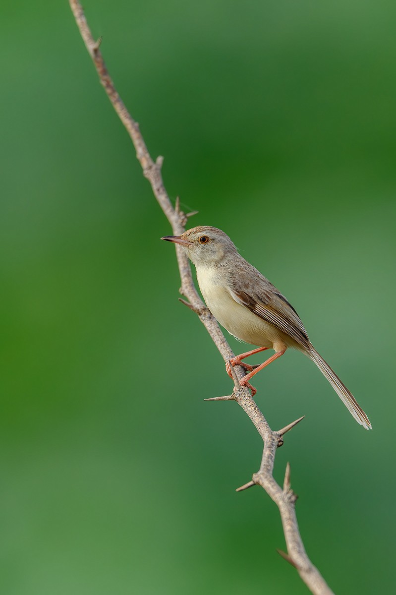 Rufous-fronted Prinia - ML615209460