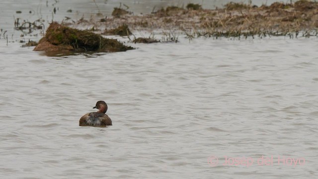 Little Grebe - ML615209471