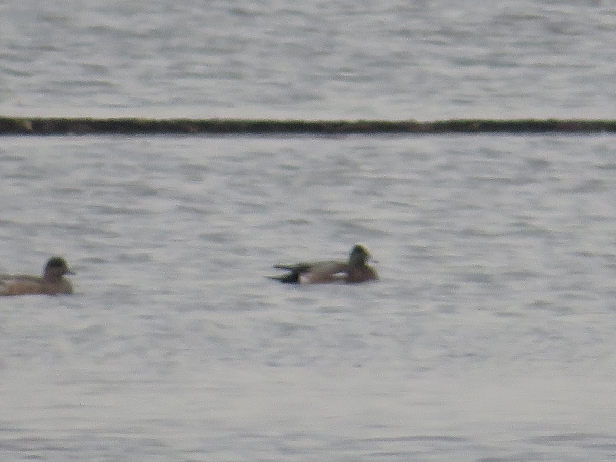 American Wigeon - ML615209496