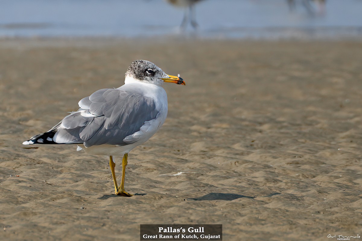 Pallas's Gull - ML615209500