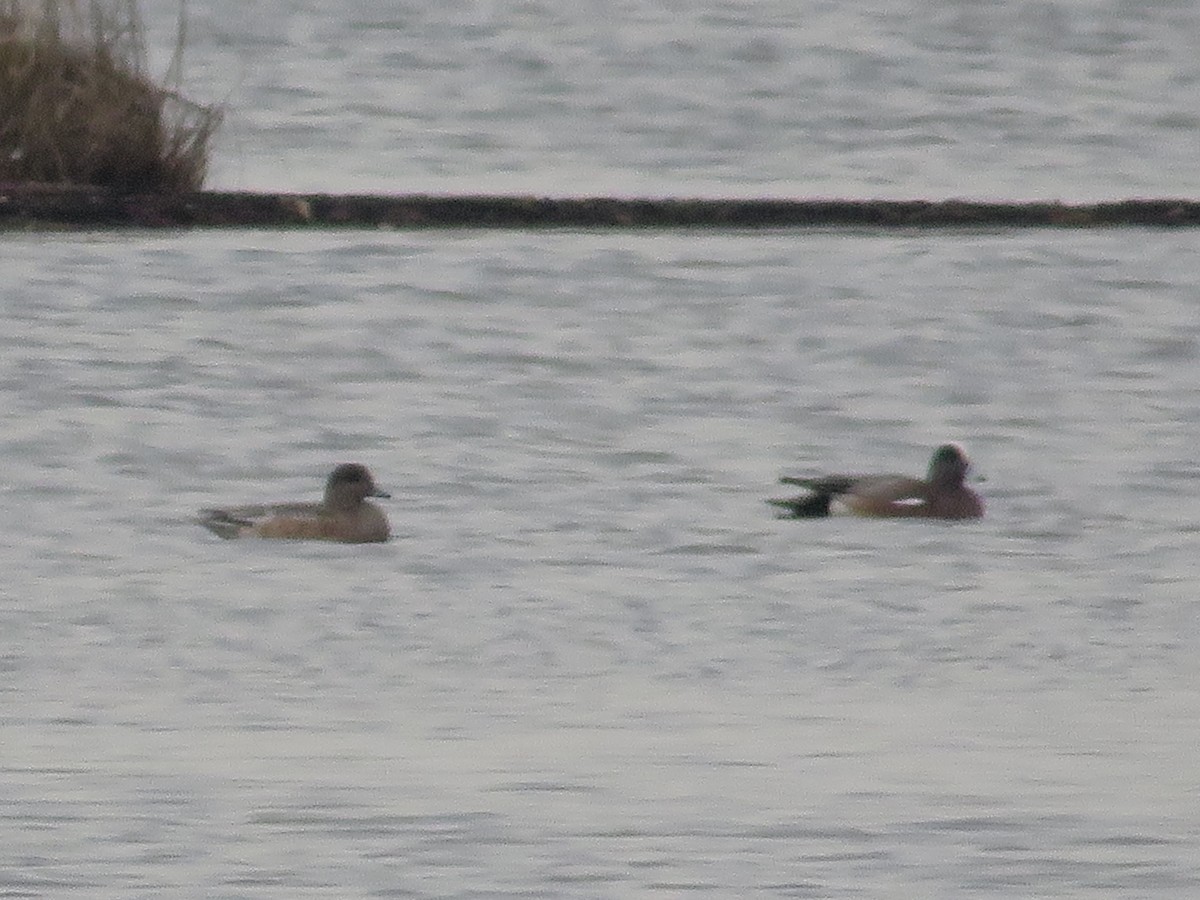 American Wigeon - ML615209504