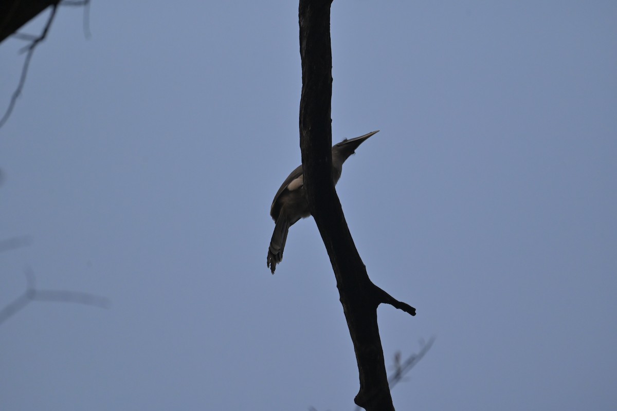 Indian Gray Hornbill - ML615209506