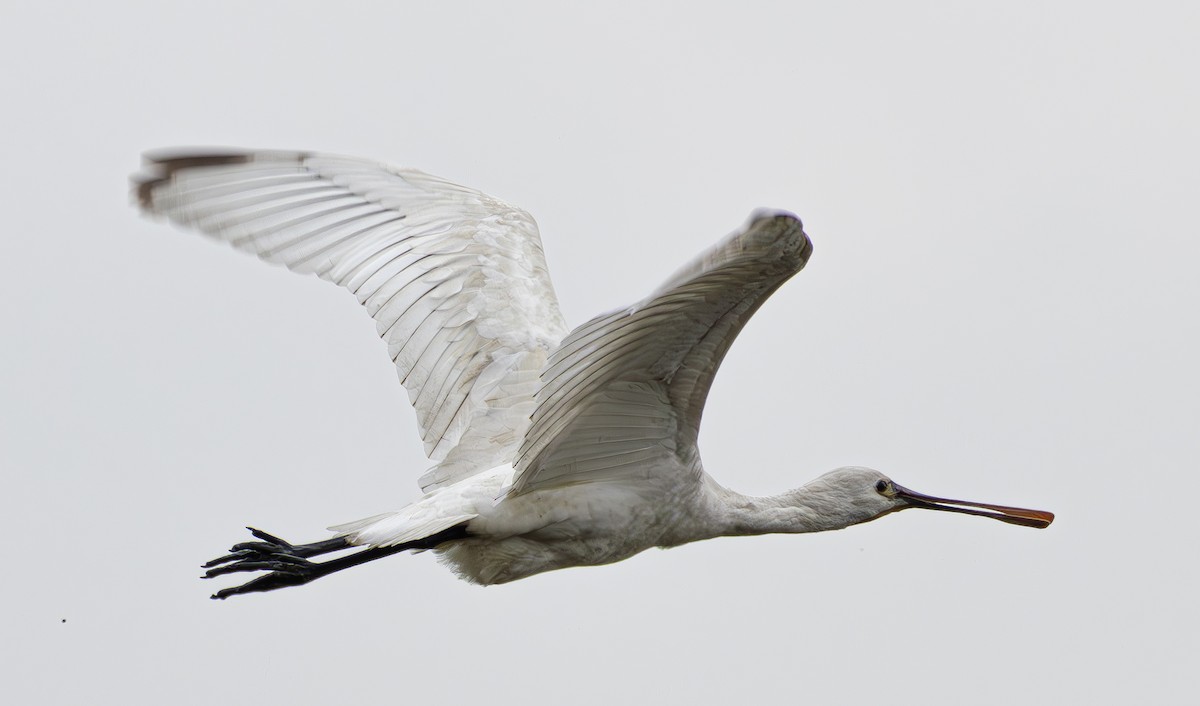 Eurasian Spoonbill - ML615209517