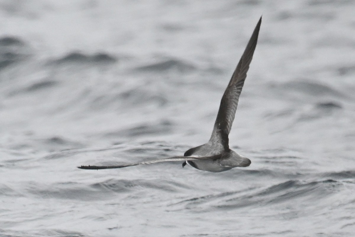 Petrel Aliblanco - ML615209552