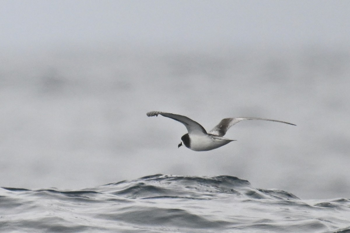 Petrel Aliblanco - ML615209553