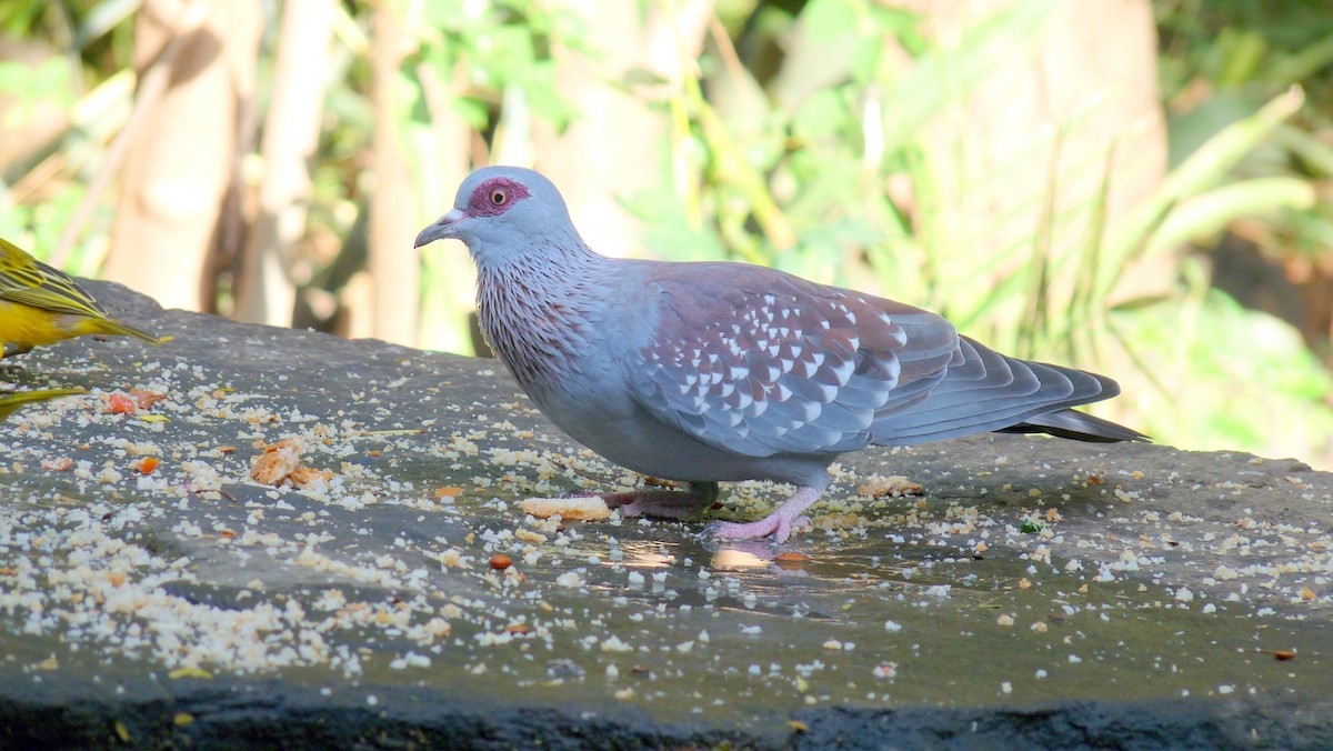 Speckled Pigeon - Bob Curry