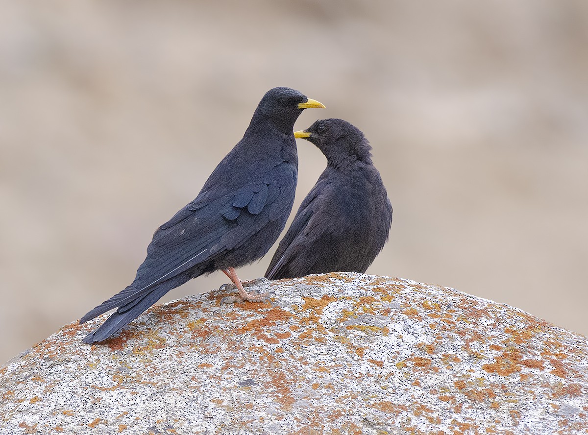 Yellow-billed Chough - ML615209611