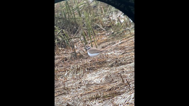 Killdeer - ML615209623