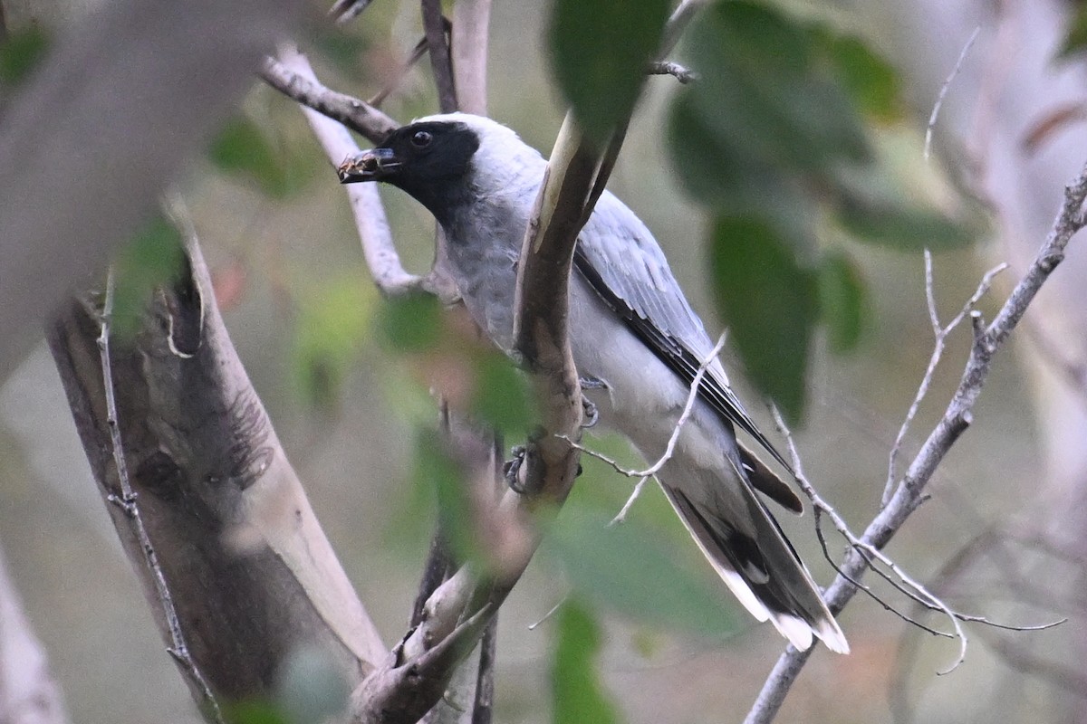 Black-faced Cuckooshrike - ML615209630