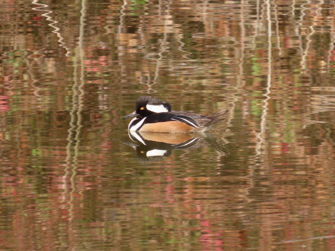 Hooded Merganser - ML615209679