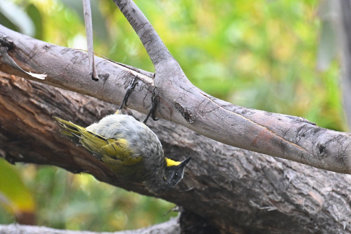 Yellow-throated Honeyeater - ML615209689