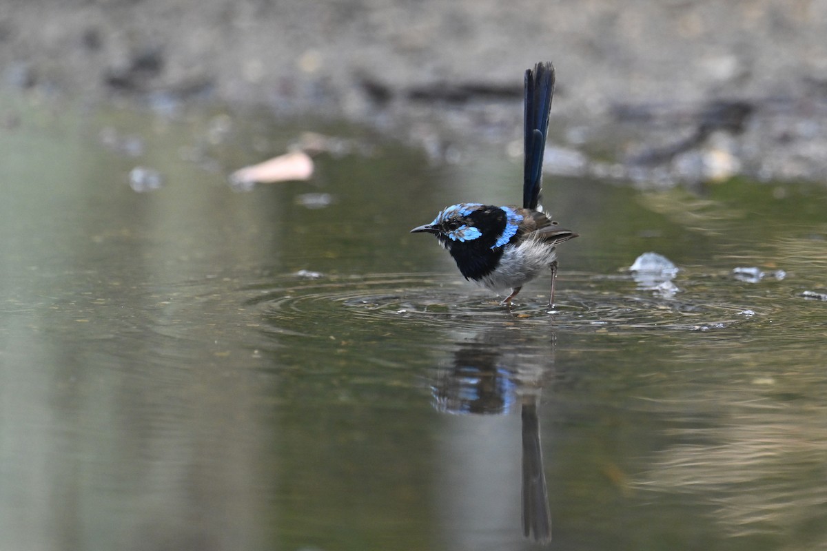 Superb Fairywren - ML615209701