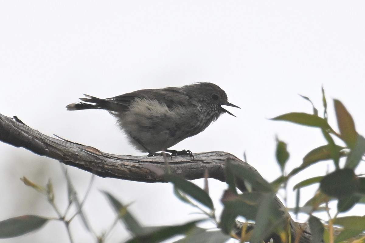 Tasmanian/Brown Thornbill - ML615209704