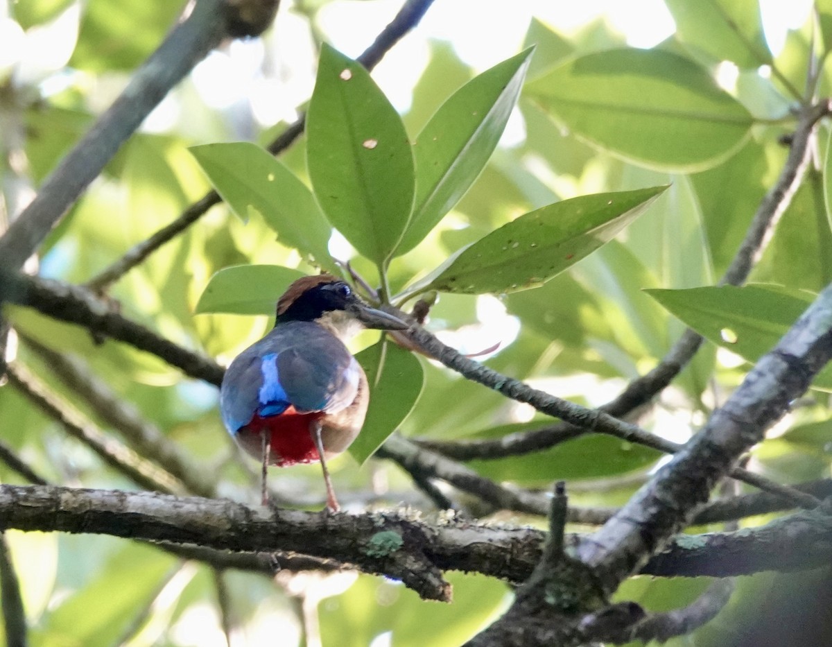 Mangrove Pitta - ML615209706