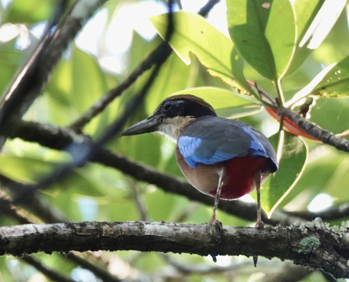 Mangrove Pitta - ML615209760