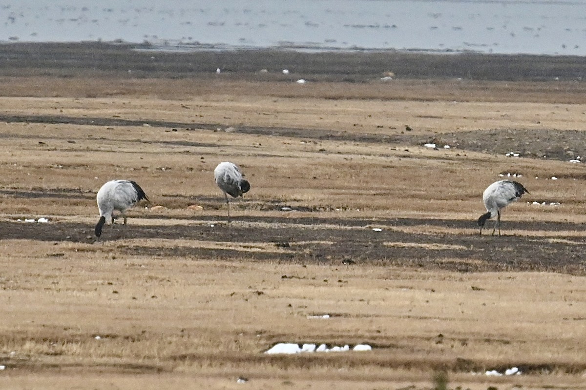 Black-necked Crane - ML615209811