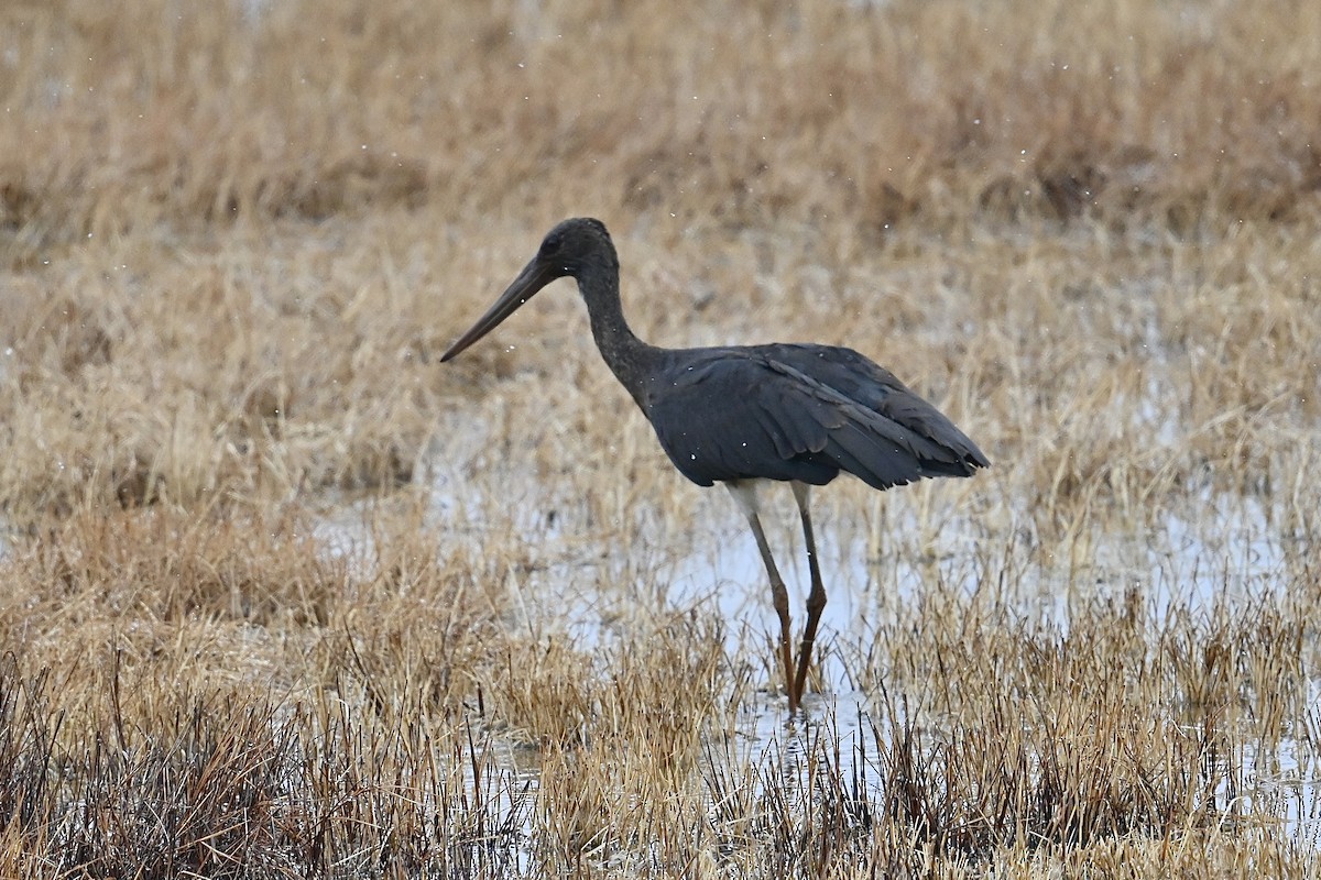 Black Stork - ML615209817