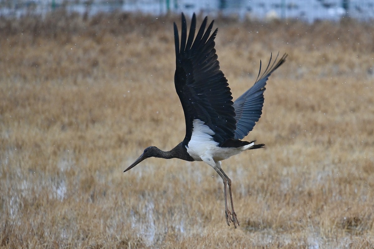 Black Stork - Dong Qiu