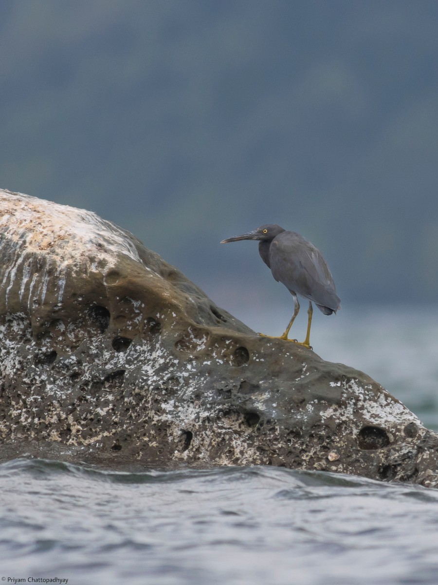 Pacific Reef-Heron - ML615209868