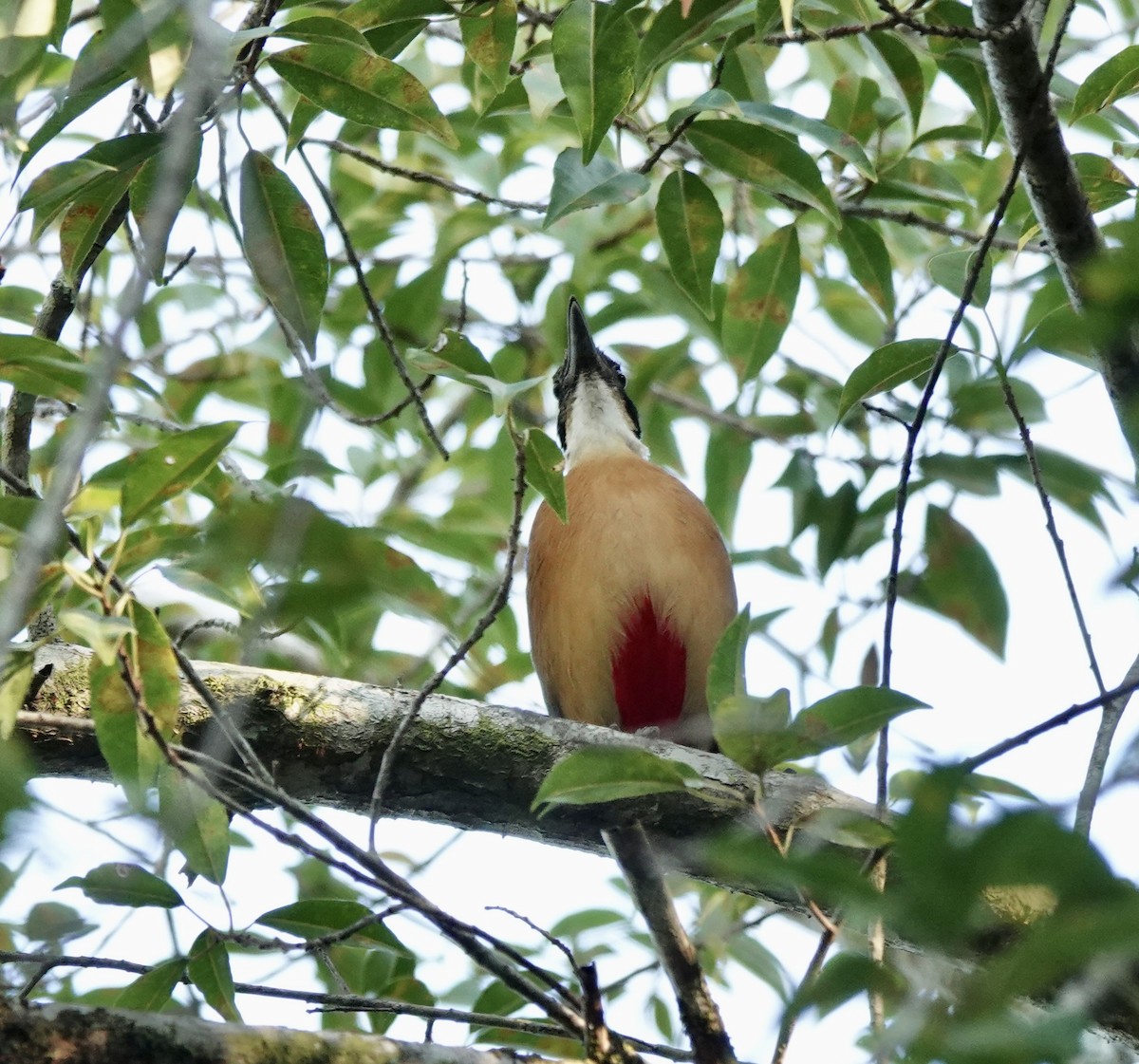 Mangrove Pitta - ML615209873