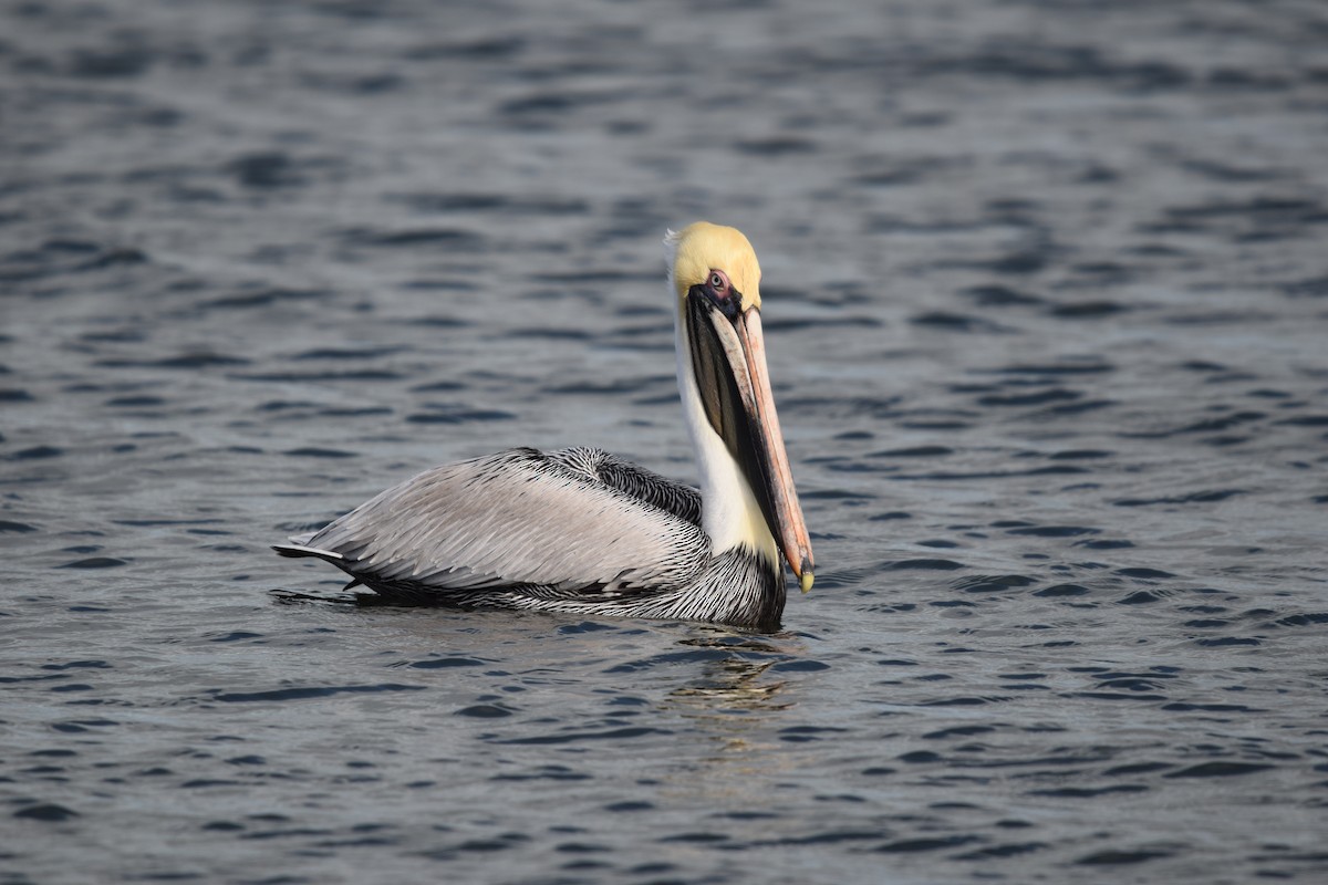 Brown Pelican - Ruric Bowman