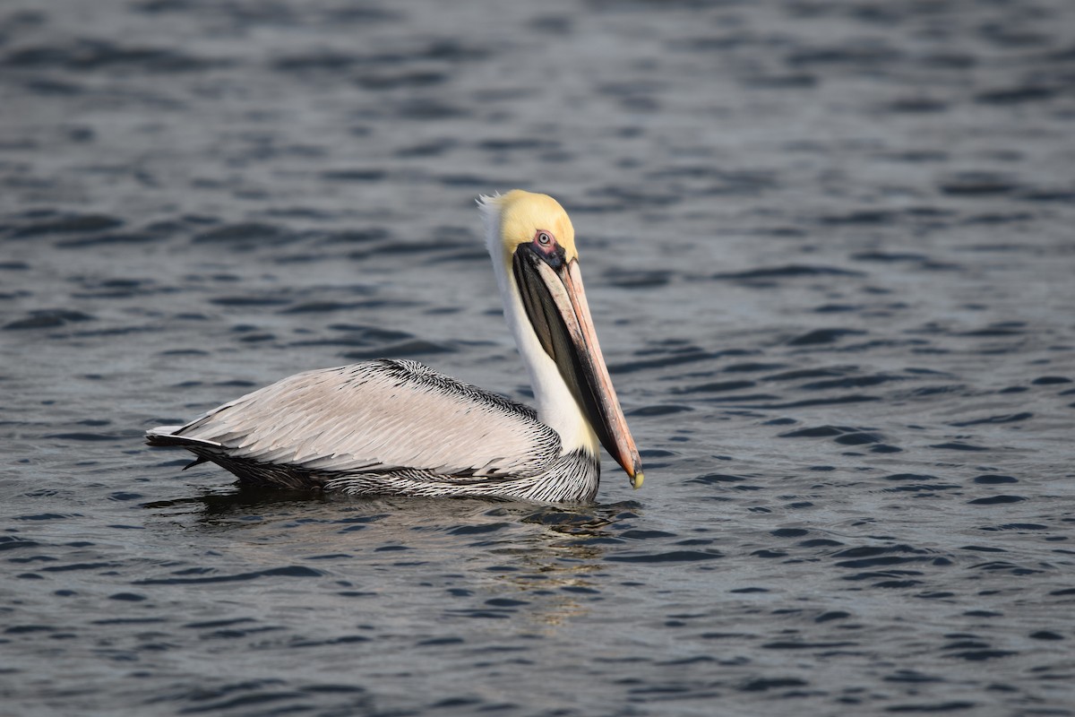 Brown Pelican - ML615209892