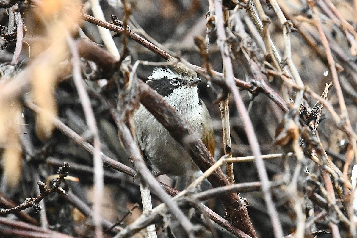 White-browed Fulvetta - Dong Qiu