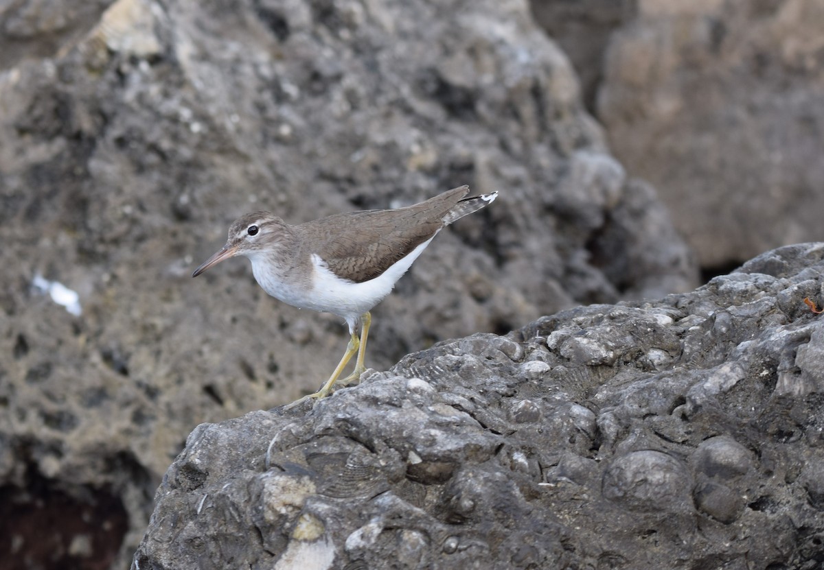 Spotted Sandpiper - ML615209929