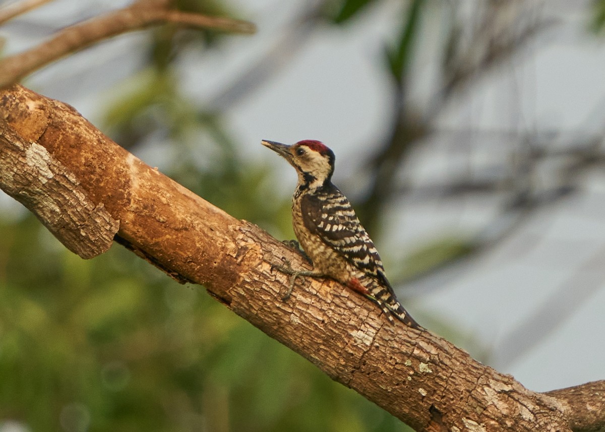 Freckle-breasted Woodpecker - Chieh-Peng Chen