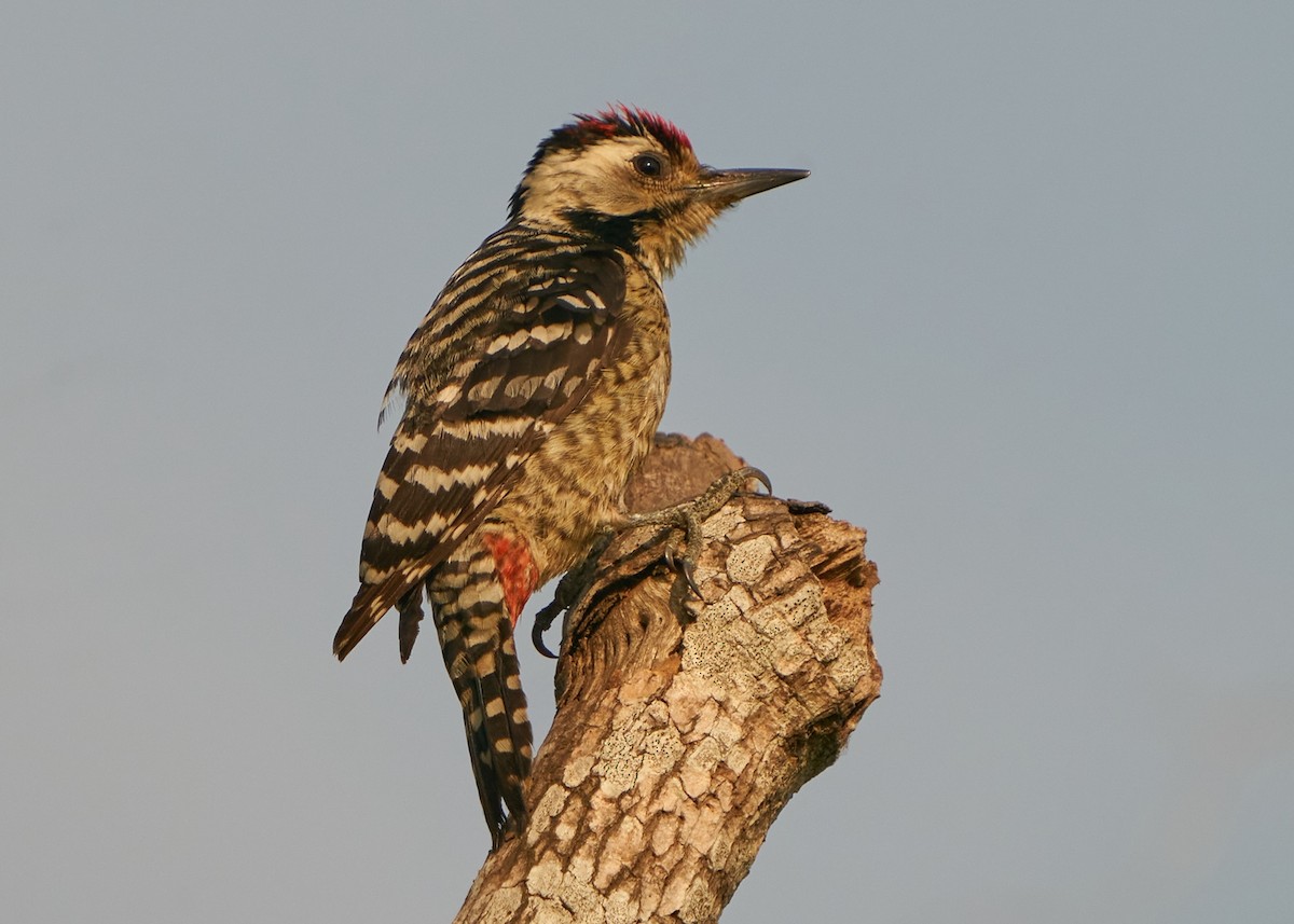 Freckle-breasted Woodpecker - Chieh-Peng Chen