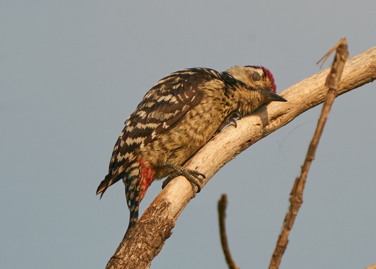 Freckle-breasted Woodpecker - Chieh-Peng Chen