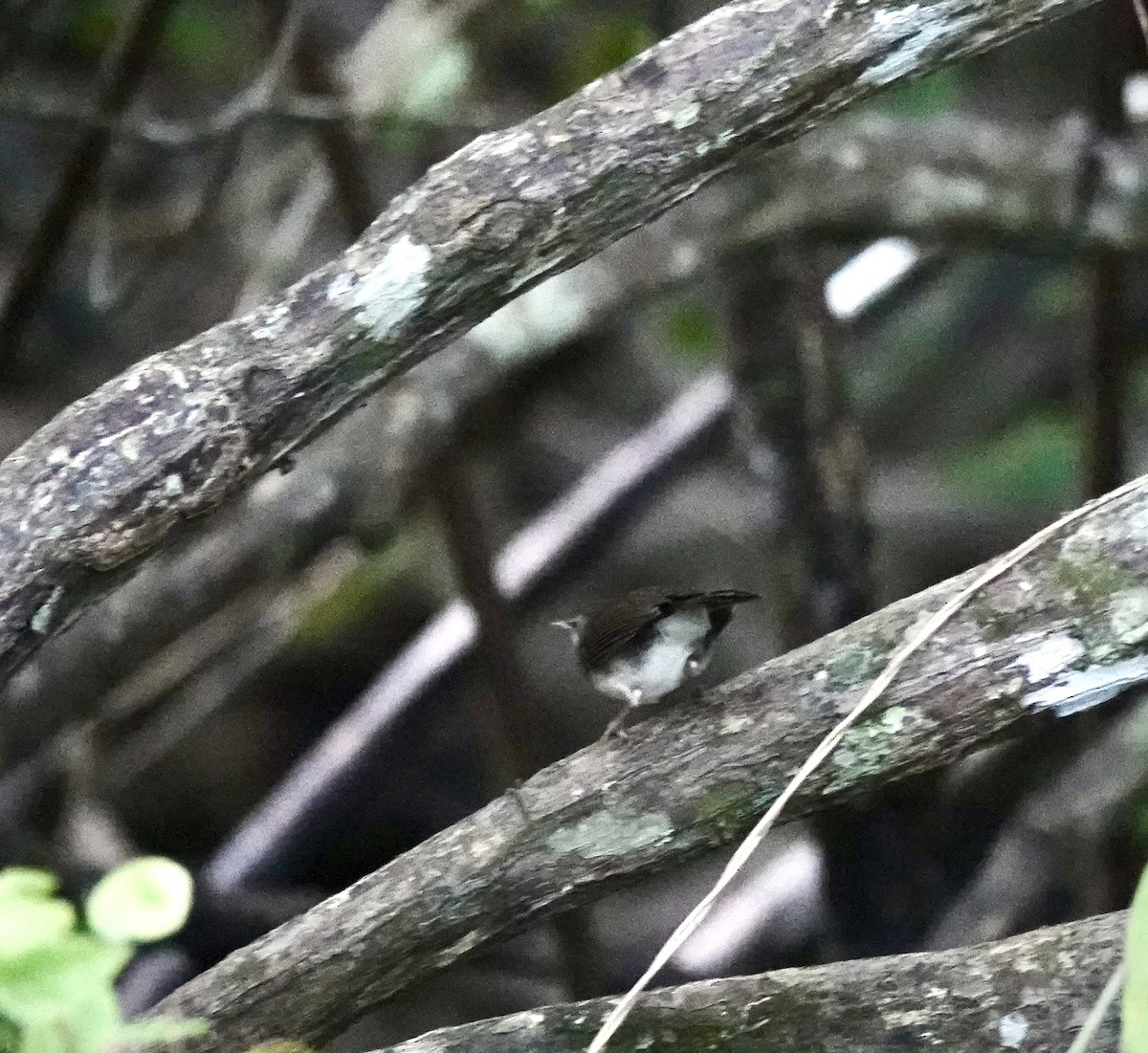 White-chested Babbler - Susan Hartley