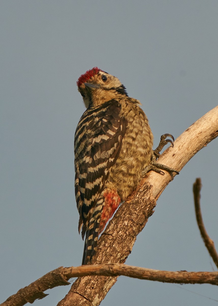 Freckle-breasted Woodpecker - Chieh-Peng Chen