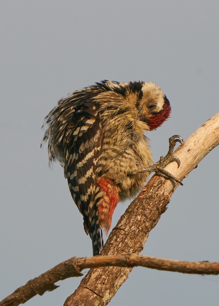 Freckle-breasted Woodpecker - Chieh-Peng Chen