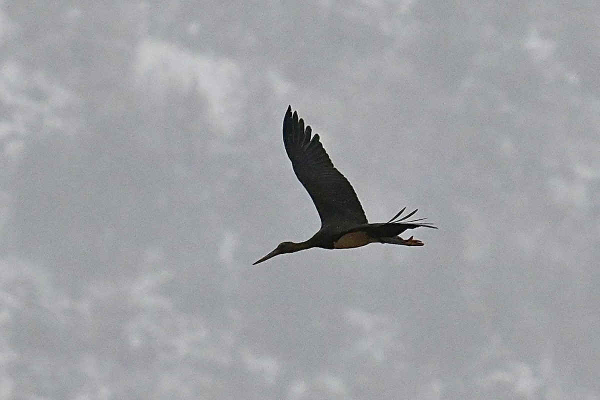 Black Stork - ML615209980