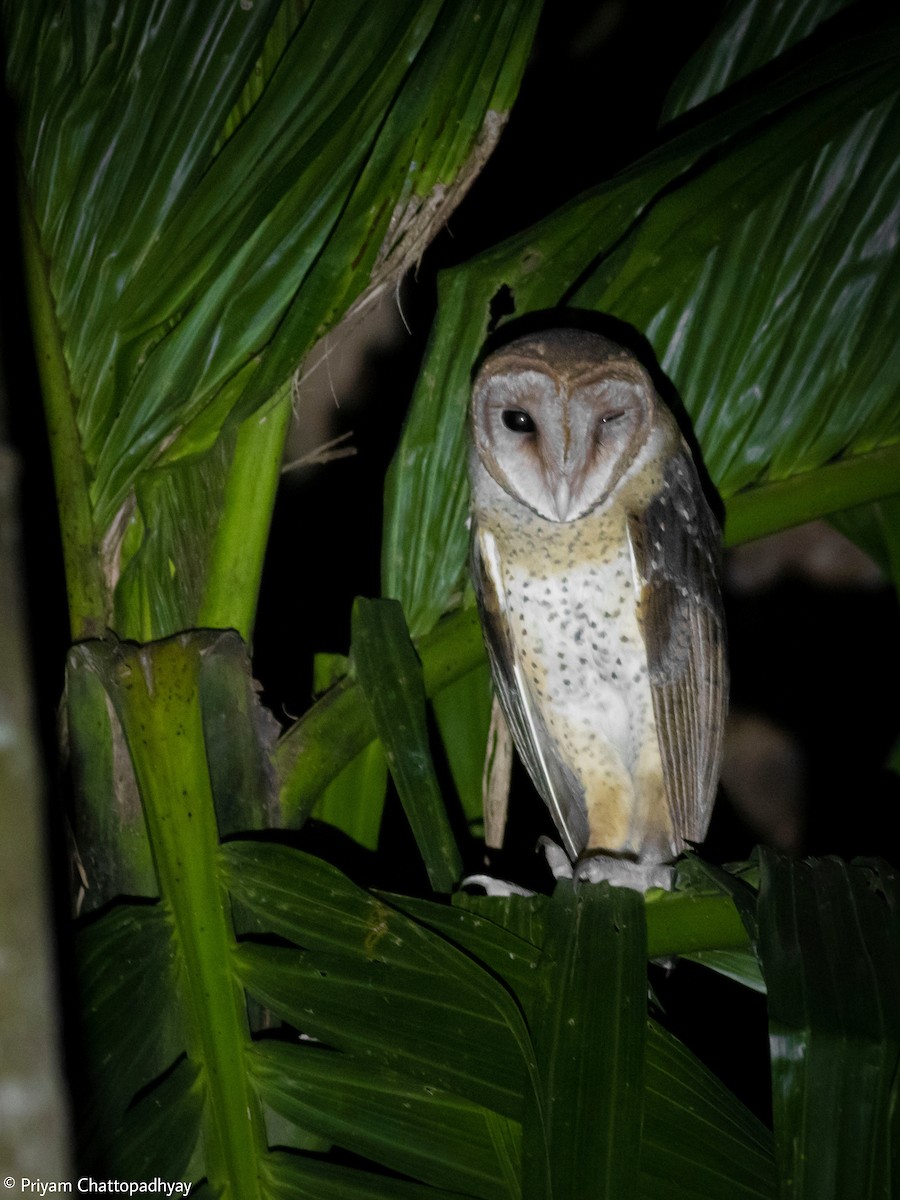 Andaman Masked-Owl - ML615209985