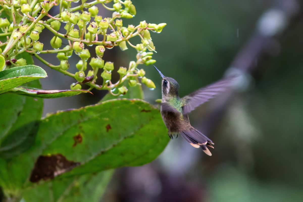 Schwarzohrkolibri (inornata) - ML615210011