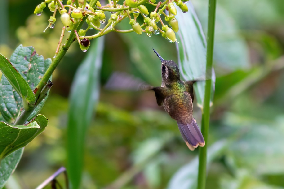 Schwarzohrkolibri (inornata) - ML615210012