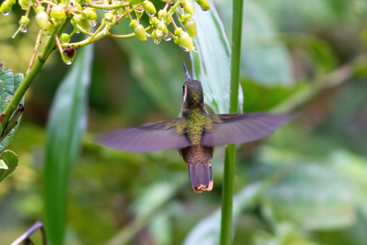 Schwarzohrkolibri (inornata) - ML615210013